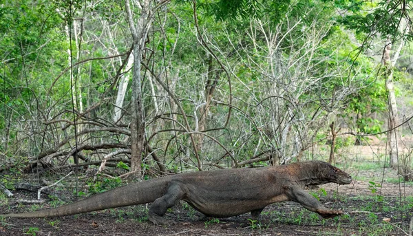 Комодский Дракон Научное Название Varanus Komodoensis Индонезия — стоковое фото