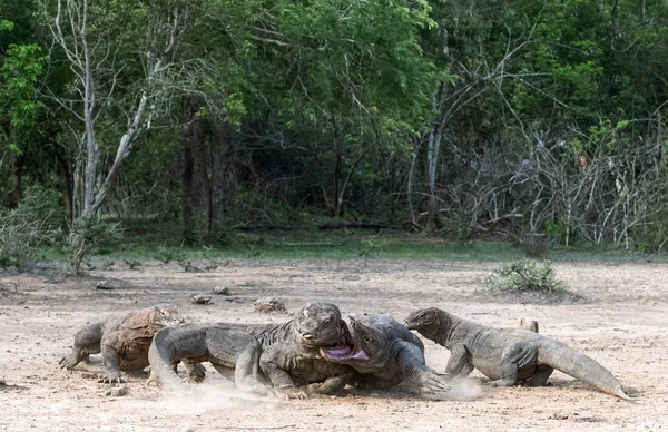 Luta Dragões Komodo Dragão Komodo Nome Científico Varanus Komodoensis Indonésia — Fotografia de Stock