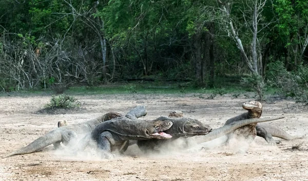 Fight of komodo dragons. The Komodo dragon, scientific name: Varanus komodoensis. Indonesia.