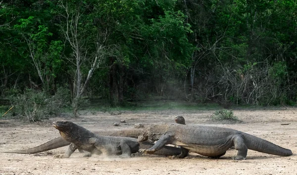 Luta Dragões Komodo Dragão Komodo Nome Científico Varanus Komodoensis Indonésia — Fotografia de Stock