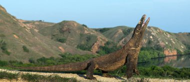 Komodo dragon açık ağızlı. Dünyanın en büyük yaşam kertenkele. Bilimsel adı: Varanus komodoensis. Doğal yaşam alanı, ada Rinca. Endonezya.