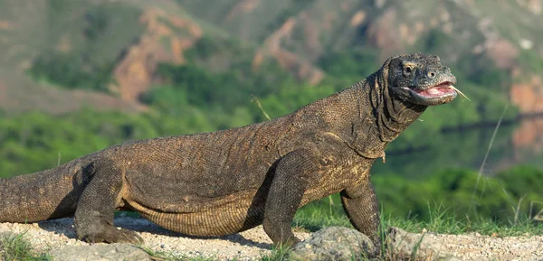 口を開けてコモドドラゴン 世界で最大の生きているトカゲ 科学的な名前 ヴァラヌス Komodoensis 自然の生息地 Rinca インドネシア — ストック写真