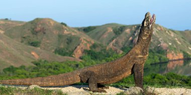 Komodo dragon açık ağızlı. Dünyanın en büyük yaşam kertenkele. Bilimsel adı: Varanus komodoensis. Doğal yaşam alanı, ada Rinca. Endonezya.