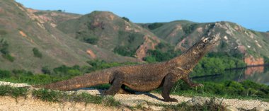 Komodo ejderha, bilimsel adı: Varanus komodoensis. Endonezya.