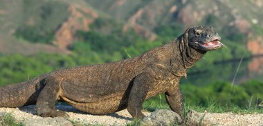 Komodo dragon açık ağızlı. Dünyanın en büyük yaşam kertenkele. Bilimsel adı: Varanus komodoensis. Doğal yaşam alanı, ada Rinca. Endonezya.
