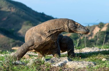 Komodo ejderha, bilimsel adı: Varanus komodoensis. Endonezya.