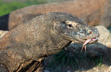 O çatal dilini Komodo dragon hava kokla. Yakın çekim. Komodo dragon, bilimsel adı: Varanus komodoensis. Endonezya. doğal yaşam alanı. Rinca Adası