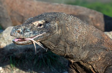 O çatal dilini Komodo dragon hava kokla. Yakın çekim. Komodo dragon, bilimsel adı: Varanus komodoensis. Endonezya. doğal yaşam alanı. Rinca Adası