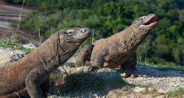 Komodo ejderleri. Dünyanın en büyük yaşam kertenkele. Bilimsel adı: Varanus komodoensis. Doğal yaşam alanı, ada Rinca. Endonezya.