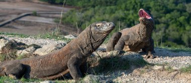 Komodo ejderleri, bunlardan biri ile bir ağzını açtı. Dünyanın en büyük yaşam kertenkele. Bilimsel adı: Varanus komodoensis. Doğal yaşam alanı, ada Rinca. Endonezya.