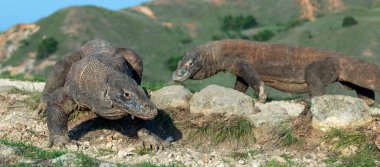 Komodo ejderha, bilimsel adı: Varanus komodoensis. Endonezya.