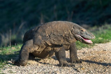 Komodo dragon açık ağızlı. Portre kadar kapatın. Bilimsel adı: Varanus komodoensis. Doğal yaşam alanı. Rinca Adası. Endonezya.