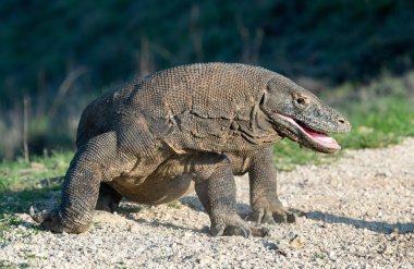 Komodo dragon açık ağızlı. Yakın çekim. Bilimsel adı: Varanus komodoensis. Doğal yaşam alanı. Rinca Adası. Endonezya.
