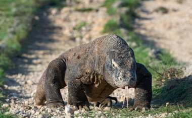 O çatal dilini Komodo dragon hava kokla. Yakın çekim. Komodo dragon, bilimsel adı: Varanus komodoensis. Endonezya. doğal yaşam alanı. Rinca Adası
