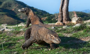 Komodo ejderleri yürüme. Bilimsel adı: Varanus komodoensis. Doğal yaşam alanı. Rinca Adası. Indonesia.Indonesia.