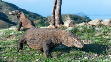 Komodo ejderleri yürüyüşü. Bilimsel adı: Varanus komodoensis. Doğal yaşam alanı. Rinca Adası. Indonesia.Indonesia.