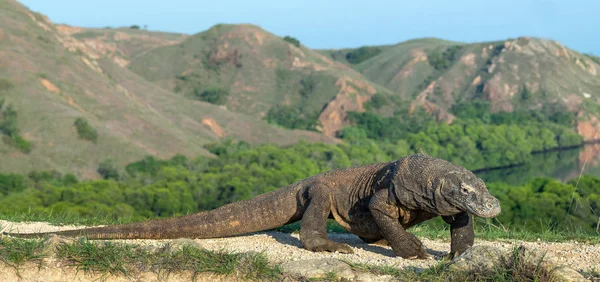 Berjalan Komodo Dragon Nama Ilmiahnya Adalah Varanus Komodoensis Habitat Alami — Stok Foto