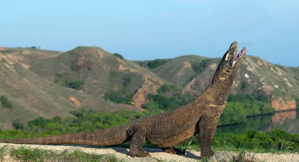 Komodo Naga Dengan Mulut Terbuka Kadal Hidup Terbesar Dunia Nama — Stok Foto