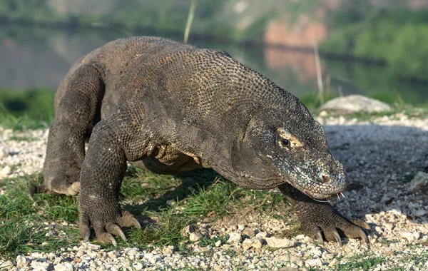 Berjalan Komodo Dragon Nama Ilmiahnya Adalah Varanus Komodoensis Habitat Alami — Stok Foto