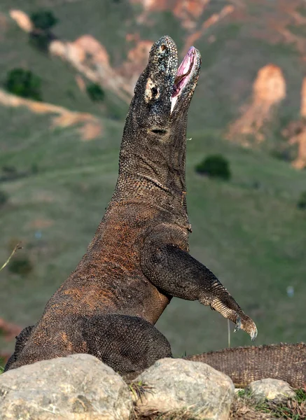 입으로 코모도 드래곤입니다 초상화를 닫습니다 과학적인 Varanus Komodoensis 합니다 Rinca의 — 스톡 사진