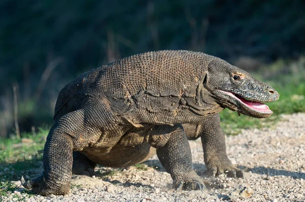 Komodo Dragon Açık Ağızlı Portre Kadar Kapatın Bilimsel Adı Varanus — Stok fotoğraf