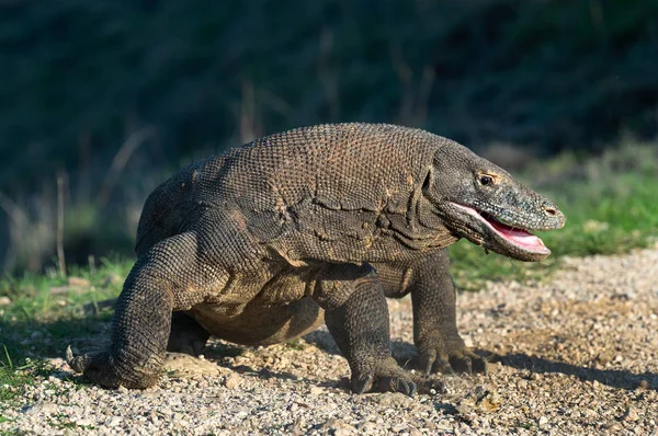 Комодский Дракон Открытым Ртом Закрыть Портрет Научное Название Varanus Komodoensis — стоковое фото