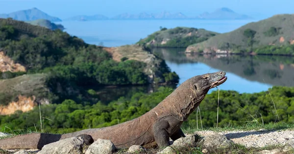 Komodo Ejderha Bilimsel Adı Varanus Komodoensis Endonezya — Stok fotoğraf