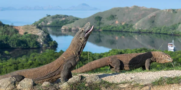 The Komodo dragon with opened a mouth. Biggest living lizard in the world. Scientific name: Varanus komodoensis. Natural habitat, Island Rinca. Indonesia.