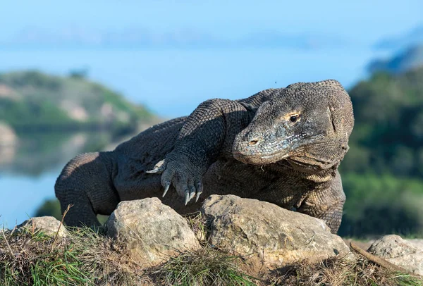 Dragón Komodo Cerca Nombre Científico Varanus Komodoensis Indonesia Isla Rinca — Foto de Stock