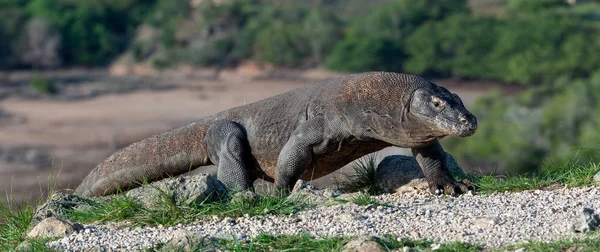 Komodo Dragon yürüyüşü. Bilimsel adı: Varanus komodoensis. Doğal yaşam alanı. Rinca Adası. Indonesia.Indonesia.