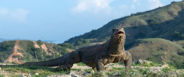 The Komodo dragon with open mouth. Biggest living lizard in the world. Scientific name: Varanus komodoensis. Natural habitat, Island Rinca. Indonesia. — Stock Image Komodo Dragon Open Mouth Biggest Living Lizard World Scientific Name Stock Picture