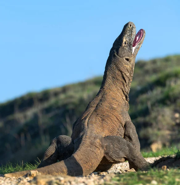 The Komodo dragon with open mouth. Close up portrait. Scientific name: Varanus komodoensis. Natural habitat. Rinca Island. Indonesia. — Stock Image Komodo Dragon Open Mouth Close Portrait Scientific Name Varanus Komodoensis Royalty Free Stock Images