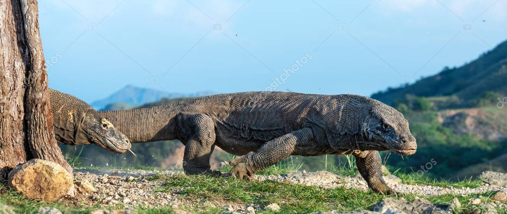 SURZet