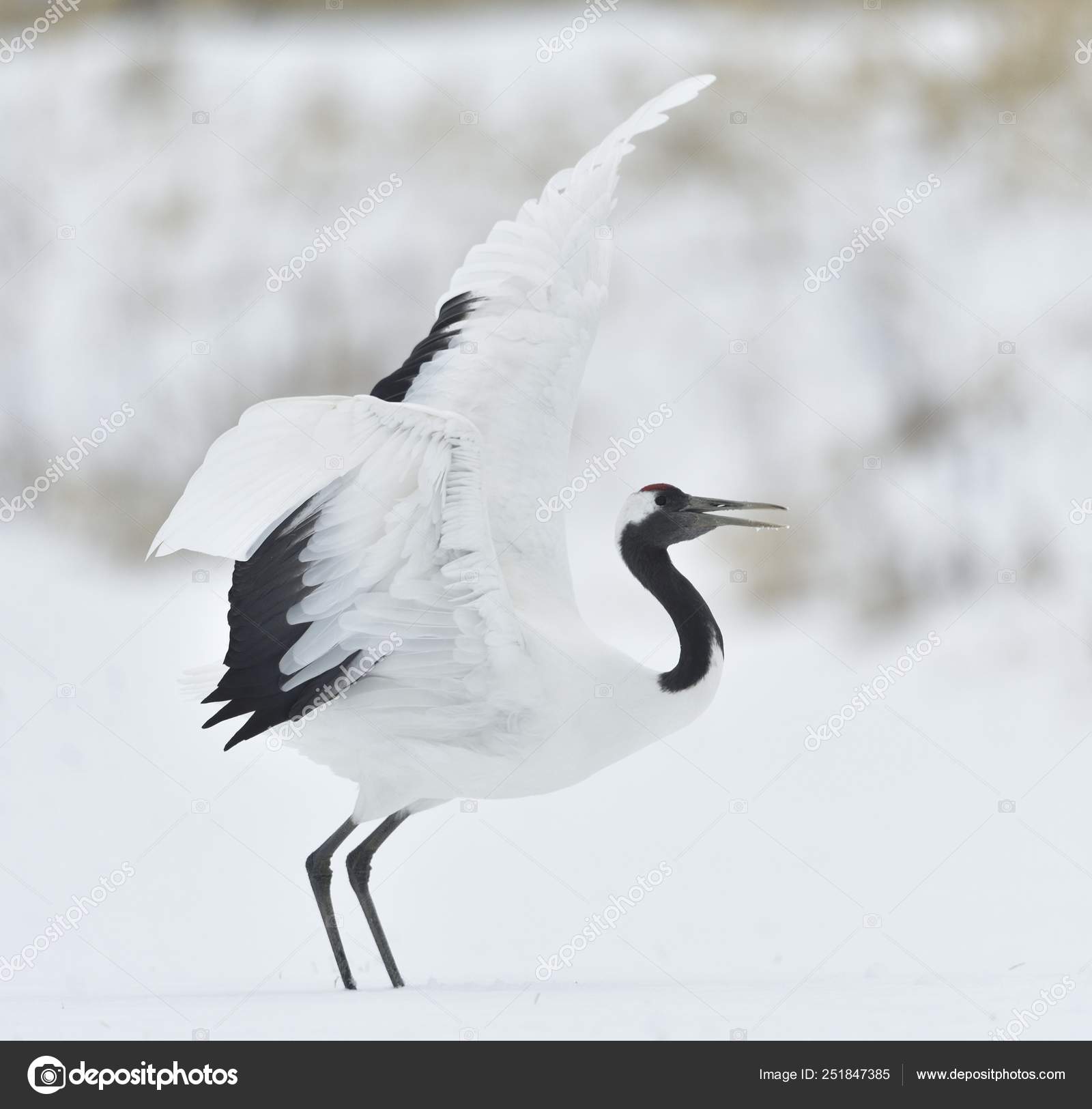 Dancing Crane Ritual Marriage Dance Red Crowned Crane Scientific Name Stock Photo C Surzet