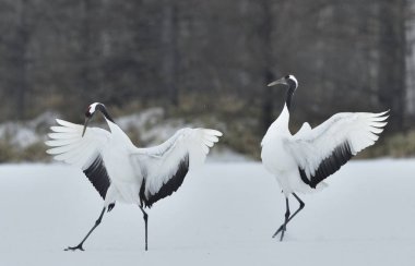 Vinçler dans. Vinçler ritüel evlilik dansı. Kırmızı taç Vinçler. Bilimsel adı: Grus japonensis Japon vinç veya Mançurya vinç, olarak da bilinir, bu büyük bir Doğu Asya vinç.