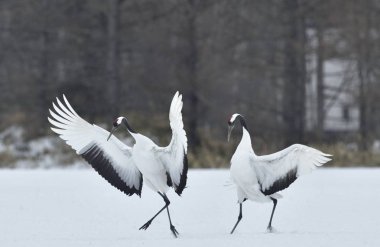 Vinçler dans. Vinçler ritüel evlilik dansı. Kırmızı taç Vinçler. Bilimsel adı: Grus japonensis Japon vinç veya Mançurya vinç, olarak da bilinir, bu büyük bir Doğu Asya vinç.