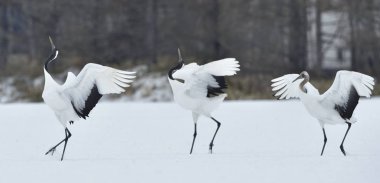 Vinçler dans. Vinçler ritüel evlilik dansı. Kırmızı taç Vinçler. Bilimsel adı: Grus japonensis Japon vinç veya Mançurya vinç, olarak da bilinir, bu büyük bir Doğu Asya vinç.