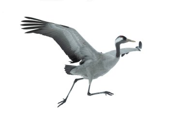 Beyaz arka plan üzerinde izole Avrasya vinç. Bilimsel adı: Grus grus Grus communis. Avrasya veya ortak vinç.