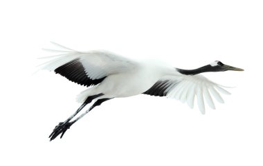 Beyaz arka plan üzerinde izole vinç uçuşu. Kırmızı taç vinç. Bilimsel adı: Grus japonensis Japonca veya Mançurya vinç olarak da bilinir, bu büyük bir Doğu Asya vinç.