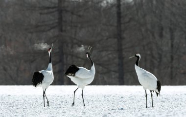 Şarkı Vinçler kırmızı taç giydi. Bilimsel adı: Grus japonensis Japon vinç veya Mançurya vinç, olarak da bilinir, bu büyük bir Doğu Asya vinç. Kış sezonu. Japonya.