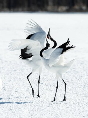 Vinçler dans. Vinçler ritüel evlilik dansı. Kırmızı taç Vinçler. Bilimsel adı: Grus japonensis Japon vinç veya Mançurya vinç, olarak da bilinir, bu büyük bir Doğu Asya vinç.