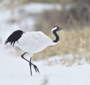 Vinç dans. Ritüel evlilik dans. Kırmızı taç vinç. Bilimsel adı: Grus japonensis Japonca veya Mançurya vinç olarak da bilinir, bu büyük bir Doğu Asya vinç.