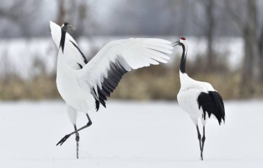 Vinçler dans. Vinçler ritüel evlilik dansı. Kırmızı taç Vinçler. Bilimsel adı: Grus japonensis Japon vinç veya Mançurya vinç, olarak da bilinir, bu büyük bir Doğu Asya vinç.