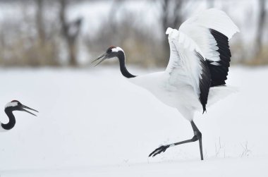 Vinçler dans. Ritüel evlilik dans. Kırmızı taç Vinçler. Bilimsel adı: Grus japonensis Japonca veya Mançurya vinç olarak da bilinir, bu büyük bir Doğu Asya vinç.