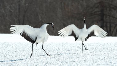 Vinçler dans. Vinçler ritüel evlilik dansı. Kırmızı taç Vinçler. Bilimsel adı: Grus japonensis Japon vinç veya Mançurya vinç, olarak da bilinir, bu büyük bir Doğu Asya vinç.