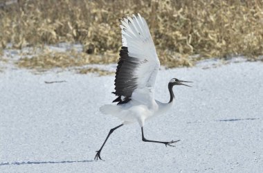 Vinç dans. Ritüel evlilik dans. Kırmızı taç vinç. Bilimsel adı: Grus japonensis Japonca veya Mançurya vinç olarak da bilinir, bu büyük bir Doğu Asya vinç.