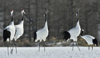 Şarkı Vinçler kırmızı taç giydi. Bilimsel adı: Grus japonensis Japon vinç veya Mançurya vinç, olarak da bilinir, bu büyük bir Doğu Asya vinç. Kış sezonu. Japonya.