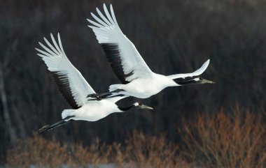 Kırmızı taç Vinçler uçuş. Kış orman koyu arka plan. Bilimsel adı: Grus japonensis, olarak da bilinir Japon vinç veya Mançurya vinç.