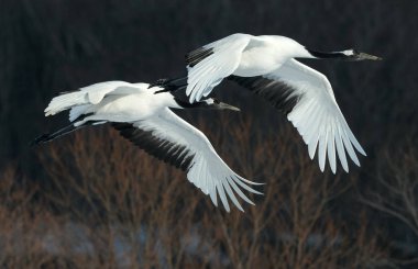 Kırmızı taç Vinçler uçuş. Kış orman koyu arka plan. Bilimsel adı: Grus japonensis, olarak da bilinir Japon vinç veya Mançurya vinç.