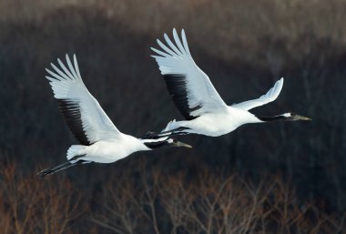 Kırmızı taç Vinçler uçuş. Kış orman koyu arka plan. Bilimsel adı: Grus japonensis, olarak da bilinir Japon vinç veya Mançurya vinç.